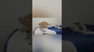 Arabian cat dancing memes arabiancat catlover cat cute gatos tierno [upl. by Farica]