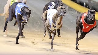 Angle Park South Australia greyhounds Race 730m we love our Dogs 12 October 2024 doglover pitbul [upl. by Ashbey]