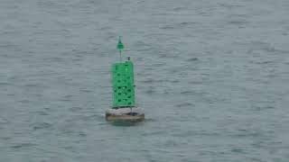 Green Marker Buoy Port du Bloscon 29680 Roscoff Finistere Brittany France 5th May 2024 [upl. by Anailuj631]