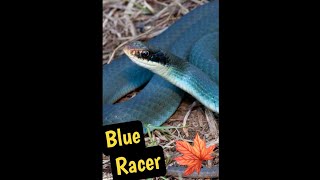 The Blue Racer Snake The fastest snake in canada [upl. by Hamlen]