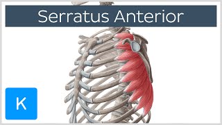 Serratus Anterior Muscle Function Origins  Human Anatomy  Kenhub [upl. by Edmund872]