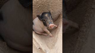 Find Gate Piglet Can Go Outdoor animals wildboarfarm farming wildboar wildpig wildlife [upl. by Hazelton784]