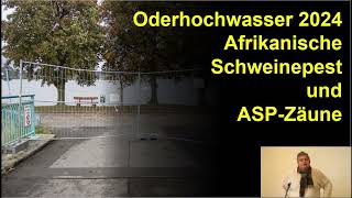 Oderhochwasser 2024 Afrikanische Schweinepest und ASPZäune [upl. by Aihsened795]