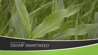 Weed of the Week 1160 Swamp Smartweed Air Date 62820 [upl. by Otrebogir442]