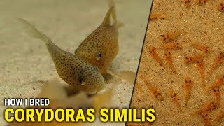 How I Bred Corydoras Similis at Home [upl. by Leddy]