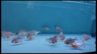 A group of piranhas eating loaches [upl. by Tade]