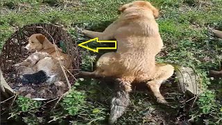 After being injured the mother dog tried to drag her painful body to find her five newborn puppies [upl. by Kcirdnek]