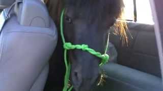 Miniature horse in back seat of powerstroke [upl. by Davidoff]