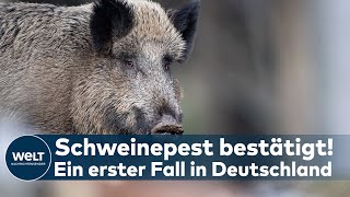 SCHWEINEPEST IN DEUTSCHLAND Schweinebauern in Angst  Klöckner will erstmal einen Überblick [upl. by Hayton]