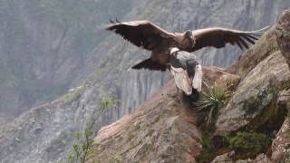 Condors of Colca Canyon Peru April 8 2016 [upl. by Yerag]