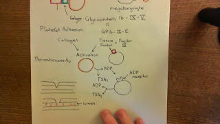 Antithrombotic Mechanisms of the Endothelium Part 3 [upl. by Anerac282]