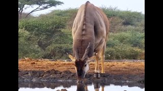 The Clicking Knees Of A Heavyweight Eland Bull [upl. by Ayikur]