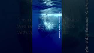 UpClose Encounter with a Sperm Whale [upl. by Anaitat]