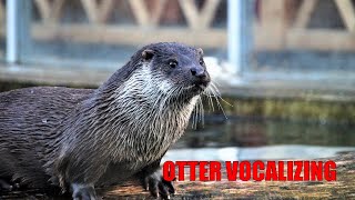 Otter Vocalizing  Sound Effect [upl. by Theresina]