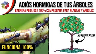 🐜 ELIMINA el 100 de las HORMIGAS en tus ÁRBOLES con ESTA TRAMPA PEJAGOSA  ¡NO FALLA [upl. by Anilecram316]