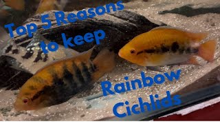 Top 5 Reasons to keep Rainbow Cichlids [upl. by Raynold]