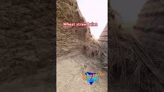 wheat straw bales facts reels [upl. by Nadroj]