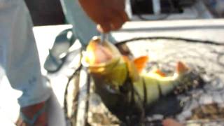 7 pound peacock bass caught on guri lake venezuela MIA Fishing [upl. by Funch]