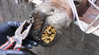 The SHOCKING truth about cutting and trimming cow hooves removing screws stuck in hooves [upl. by Yrret]