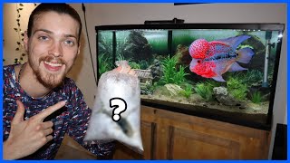 Setting Up My 55 Gallon FLOWERHORN  CATFISH AQUARIUM [upl. by Ebbie]