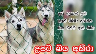 අඩි දෙකක් උඩ ඉදන් බිමට පනින්න බය අකීරා 🤪 [upl. by Letrice158]