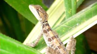 Un basilisco o charancaco Basiliscus vittatus hembra  A brown basilisk [upl. by Siocnarf108]