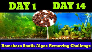 Ramshorn Snails Algae Removing Challenge  How To Remove Algae [upl. by Thanasi688]