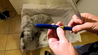 Injections dinsuline sur un chien avec stylo VetPen diabète du chien [upl. by Gerhardt]