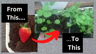 How to GROW STRAWBERRY PLANTS from GROCERY STORE Strawberries [upl. by Fe464]