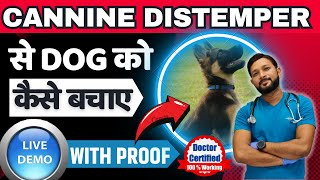 Canine Distemper Treatment At Home Full Recovery In Dogs  Dog Distemper Treatment In Hindi [upl. by Wavell]