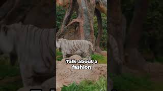 5 Roaring Facts about Tigers [upl. by Gail749]