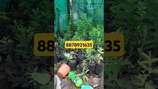 how to purchase sandalwood tree [upl. by Checani]