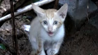 Abandoned kitten calling mother cat with loud meows [upl. by Rori]