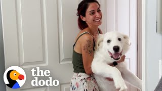 Womans Rescue Dog Doesnt Know How Big He Is  The Dodo [upl. by Almap]