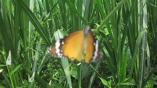 Nature butterfly 🦋🦋🦋😁😁😁🦋nature documentary insect behavior butterfly wildlife butterfly 😍🦋😍🦋 [upl. by Weisbrodt879]