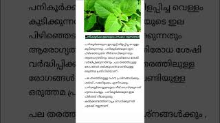 പനിക്കൂർക്ക ഇലയുടെ ഔഷധഗുണങ്ങൾ  Benefits of Plectranthus amboinicus  ശിശുരോഗ സംഹാരി [upl. by Derrej]