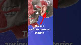 auricular posterior  auricular posterior head muscle videoauricular origin and nerve videoshorts [upl. by Aihsad958]