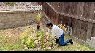 How to fix clay soil in HOA backyard by planting Daikon Radishes [upl. by Krystalle33]