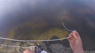 Catching some blue crabs from shore in ct [upl. by Oned]