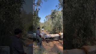 A professional arborist cutting down massive tree 🌴 tree cool shorts [upl. by Imiaj]