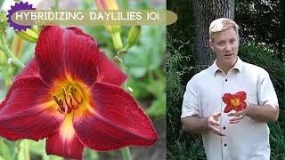 How To Hybridizing Daylilies  Oakes Daylilies [upl. by Rambow]