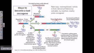 protooncogene activation [upl. by Pyne]