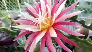 Epiphyllum anguliguer RIC RAC 21112024 1925 hs [upl. by Body]