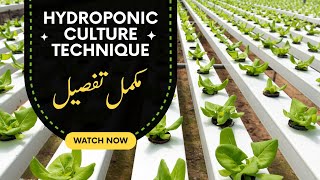 Hydroponic Culture technique Or Farming [upl. by Waugh126]