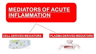 Mediators of Acute Inflammation [upl. by Atena234]