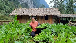 How to harvest vegetable garden gardening garden harvest  Ep112  ly thi ca [upl. by Lasala]