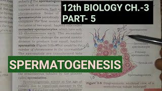 Class 12 biology chapter 3part 5 gametogenesisspermatogenesisStudy with farru [upl. by Barty921]