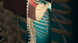 Rhomboid minor muscle action Scapula Elevation  Rotation muscle anatomy [upl. by Leavy]