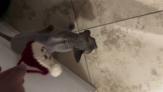 Hairless Sphynx Cat when they see the Christmas Decorations trending cat sphynx [upl. by Nosae]