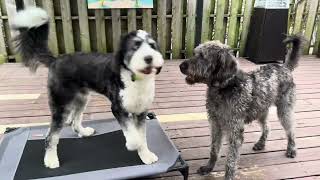 Bernedoodle vs Wolfadoodle [upl. by Woolson688]